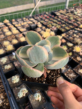 Load image into Gallery viewer, Echeveria Variegated Silver State Frills - April Farm/Rare Succulents