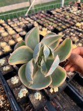 Load image into Gallery viewer, Echeveria Variegated Silver State Frills - April Farm/Rare Succulents