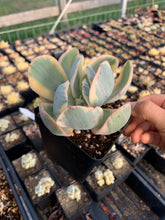 Load image into Gallery viewer, Echeveria Variegated Silver State Frills - April Farm/Rare Succulents