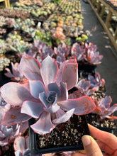 Load image into Gallery viewer, Echeveria Afterglow - April Farm/Rare Succulents