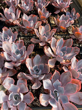 Load image into Gallery viewer, Echeveria Afterglow - April Farm/Rare Succulents
