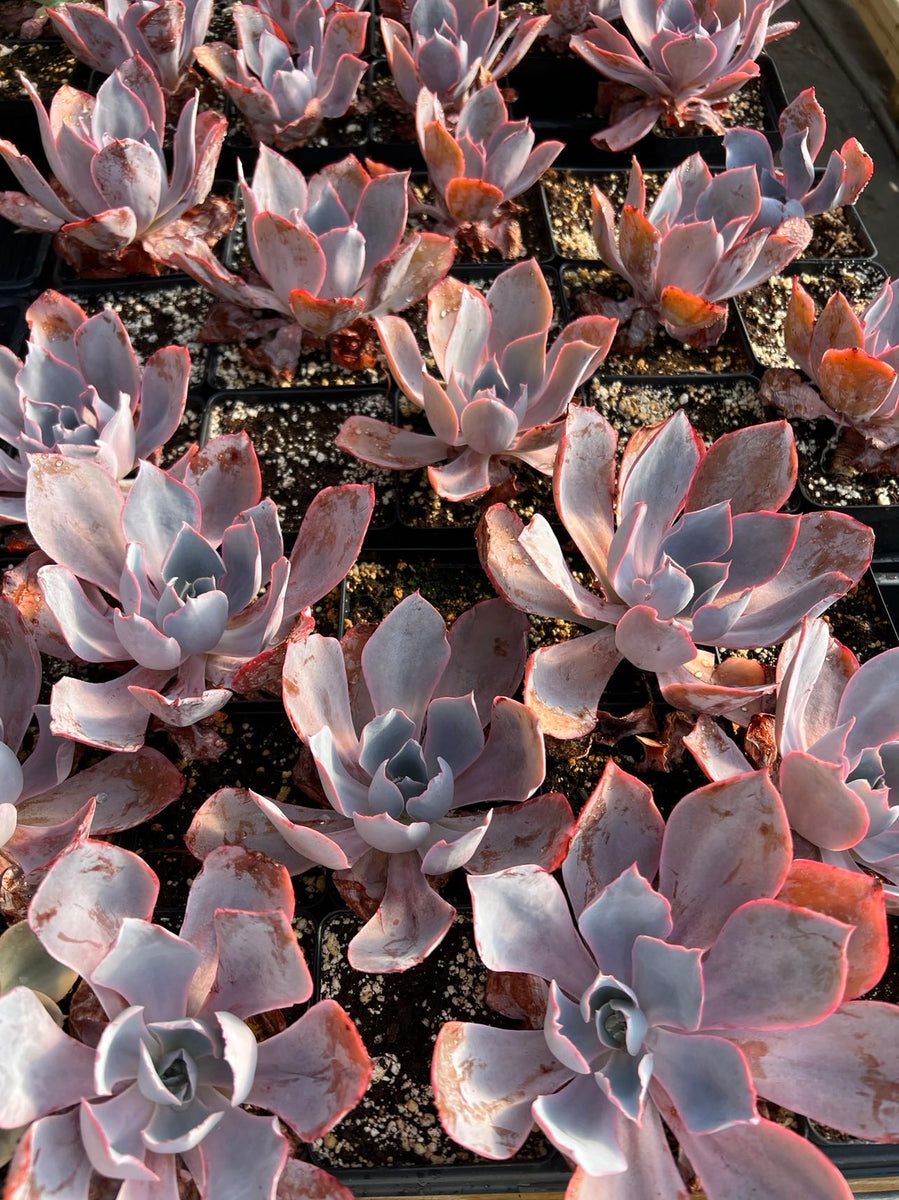 afterglow succulent Echeveria Afterglow