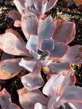 Load image into Gallery viewer, Echeveria Afterglow - April Farm/Rare Succulents