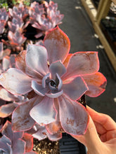 Load image into Gallery viewer, Echeveria Afterglow - April Farm/Rare Succulents