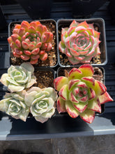 Load image into Gallery viewer, Succulents Subscription Box