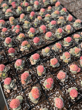 Load image into Gallery viewer, Crassula Morgan's Beauty - April Farm/Rare Succulents