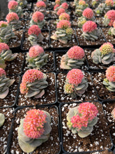 Load image into Gallery viewer, Crassula Morgan's Beauty - April Farm/Rare Succulents