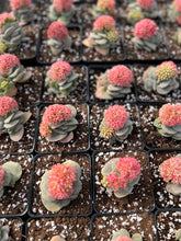 Load image into Gallery viewer, Crassula Morgan's Beauty - April Farm/Rare Succulents