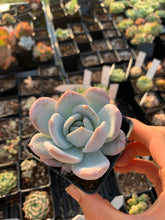 Load image into Gallery viewer, Echeveria Trumso - April Farm/Rare Succulents