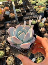 Load image into Gallery viewer, Echeveria Trumso - April Farm/Rare Succulents