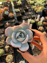 Load image into Gallery viewer, Echeveria Trumso - April Farm/Rare Succulents