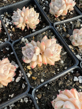 Load image into Gallery viewer, Echeveria Elegans sp. White Queen (mini succulent) - April Farm/Rare Succulents