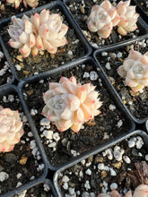 Load image into Gallery viewer, Echeveria Elegans sp. White Queen (mini succulent) - April Farm/Rare Succulents