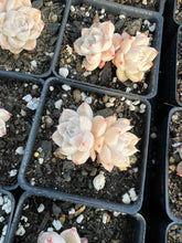 Load image into Gallery viewer, Echeveria Elegans sp. White Queen (mini succulent) - April Farm/Rare Succulents