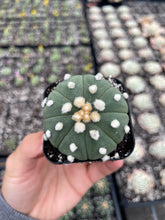 Load image into Gallery viewer, Astrophytum Myriostigma - April Farm/Rare Succulents