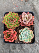 Load image into Gallery viewer, Succulent combo M - April Farm/Rare Succulents