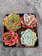 Load image into Gallery viewer, Succulent combo M - April Farm/Rare Succulents