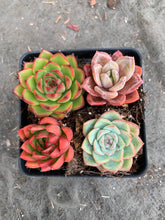 Load image into Gallery viewer, Succulent combo M - April Farm/Rare Succulents