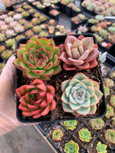 Load image into Gallery viewer, Succulent combo M - April Farm/Rare Succulents