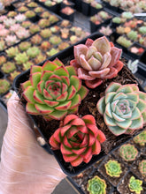 Load image into Gallery viewer, Succulent combo M - April Farm/Rare Succulents
