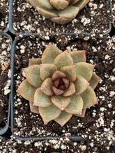 Load image into Gallery viewer, Echeveria Chocolate Mousse - April Farm/Rare Succulents