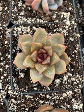 Load image into Gallery viewer, Echeveria Chocolate Mousse - April Farm/Rare Succulents