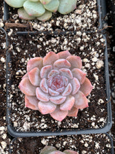 Load image into Gallery viewer, Echeveria Aroma - April Farm/Rare Succulents