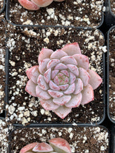 Load image into Gallery viewer, Echeveria Aroma - April Farm/Rare Succulents