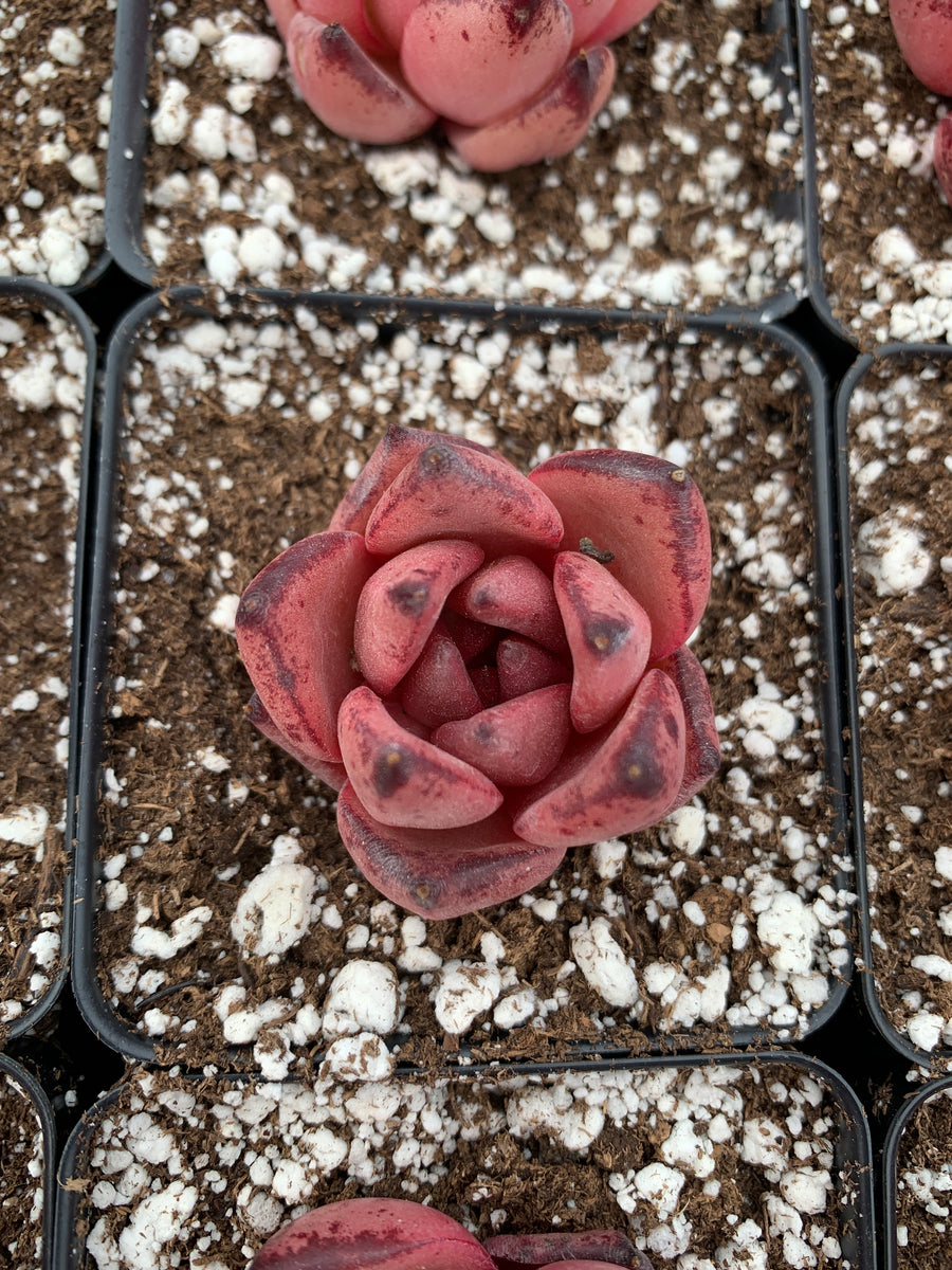 Echeveria Agavoides bloody Romeo - April Farm/Rare Succulents
