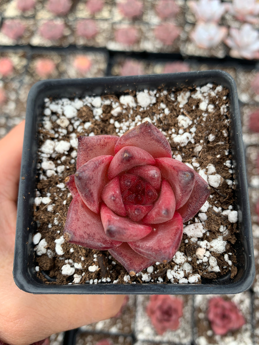 romeo succulent for sale Echeveria Agavoides bloody Romeo