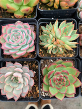 Load image into Gallery viewer, Rare Succulent - Succulent combo echeveria with pink tips