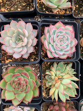 Load image into Gallery viewer, Rare Succulent - Succulent combo echeveria with pink tips