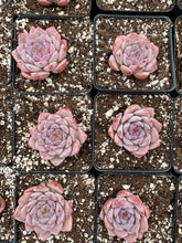 Load image into Gallery viewer, Echeveria Amazing Grace - April Farm/Rare Succulents