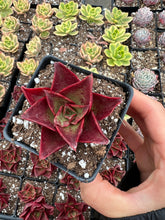 Load image into Gallery viewer, Echeveria 'Salsa Verde' - April Farm/Rare Succulents