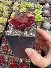 Load image into Gallery viewer, Echeveria 'Salsa Verde' - April Farm/Rare Succulents