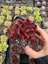 Load image into Gallery viewer, Echeveria 'Salsa Verde' - April Farm/Rare Succulents