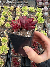 Load image into Gallery viewer, Echeveria 'Salsa Verde' - April Farm/Rare Succulents