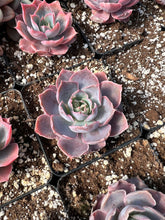 Load image into Gallery viewer, Echeveria Pinky - April Farm/Rare Succulents