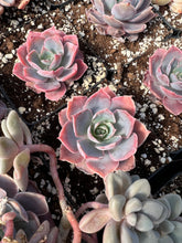 Load image into Gallery viewer, Echeveria Pinky - April Farm/Rare Succulents