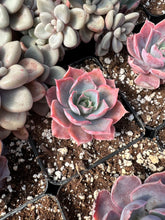 Load image into Gallery viewer, Echeveria Pinky - April Farm/Rare Succulents
