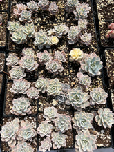 Load image into Gallery viewer, Echeveria Subsessilis variegated cluster - April Farm/Rare Succulents