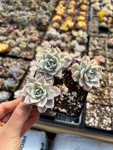 Load image into Gallery viewer, Echeveria Subsessilis variegated cluster - April Farm/Rare Succulents