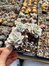 Load image into Gallery viewer, Echeveria Subsessilis variegated cluster - April Farm/Rare Succulents