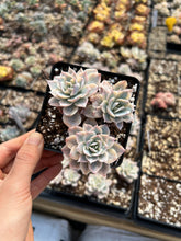 Load image into Gallery viewer, Echeveria Subsessilis variegated cluster - April Farm/Rare Succulents
