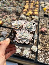 Load image into Gallery viewer, Echeveria Subsessilis variegated cluster - April Farm/Rare Succulents