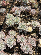 Load image into Gallery viewer, Echeveria Subsessilis variegated cluster - April Farm/Rare Succulents