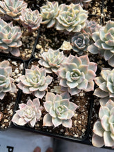 Load image into Gallery viewer, Echeveria Subsessilis variegated cluster - April Farm/Rare Succulents