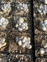 Load image into Gallery viewer, Rare Succulent - Graptopetalum Cream Stone single head