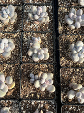 Load image into Gallery viewer, Rare Succulent - Graptopetalum Cream Stone single head