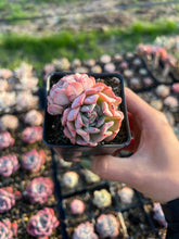 Load image into Gallery viewer, Echeveria Fly to the sky - April Farm/Rare Succulents